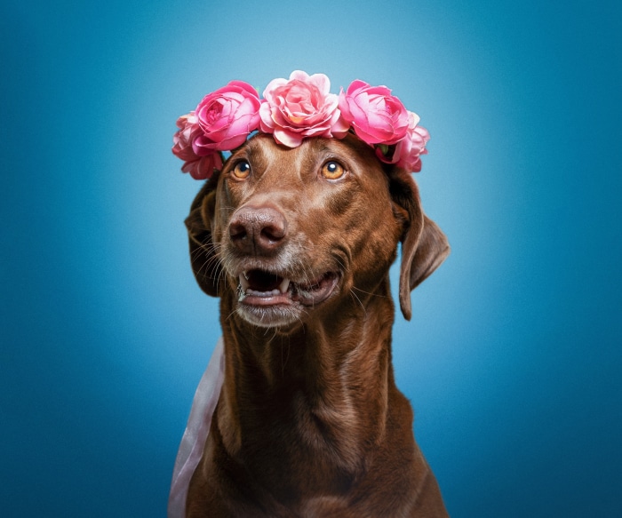 Brown dog wearing a pink flower crown