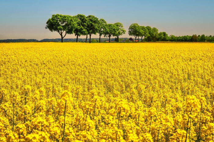 Field of Yellow Rapeseed Flowers with Trees