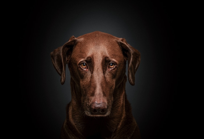 Chocolate Labrador Dog Portrait 4K