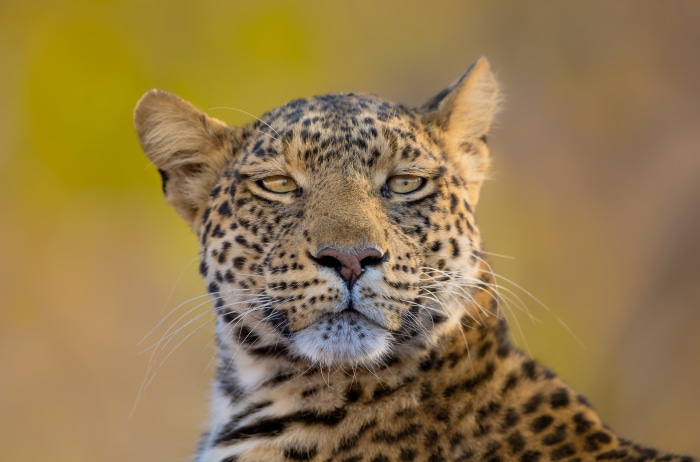 Leopard portrait