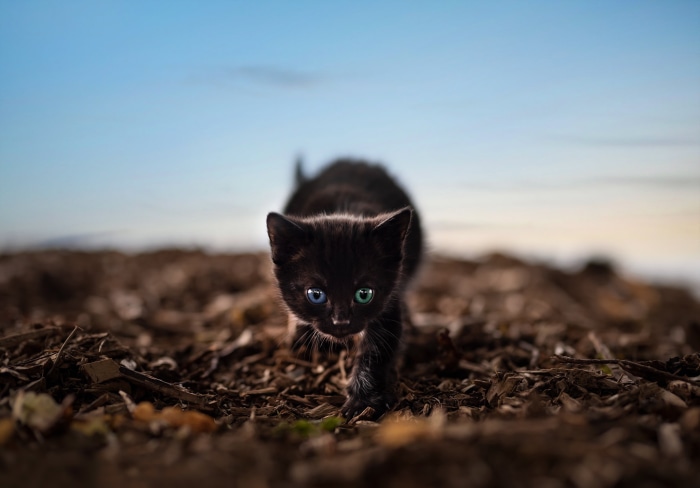 Black kitten with heterochromia walking on ground