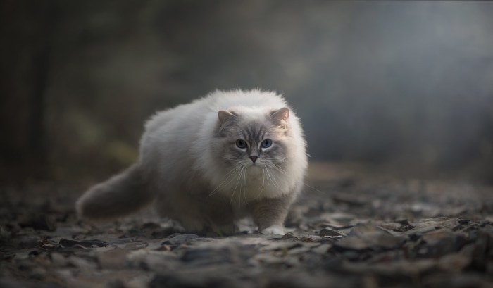Fluffy Ragdoll cat with blue eyes outdoors