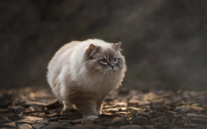 Fluffy Ragdoll cat with blue eyes walking on rocks