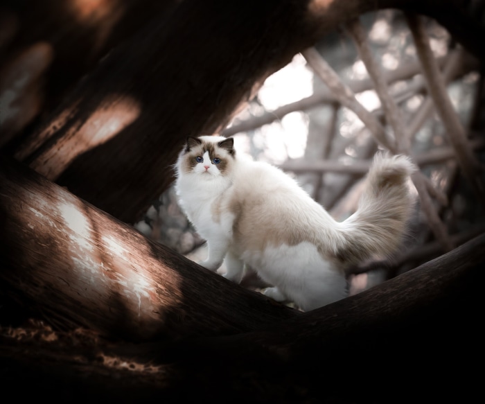 Ragdoll cat sitting on tree branches