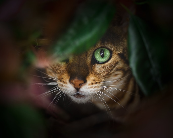 Bengal cat peeking through leaves