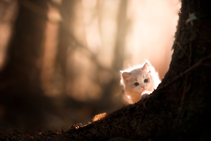 Fluffy white kitten peeking from behind a tree