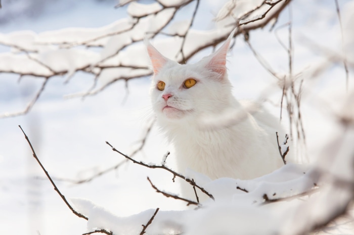 White cat with yellow eyes in snow