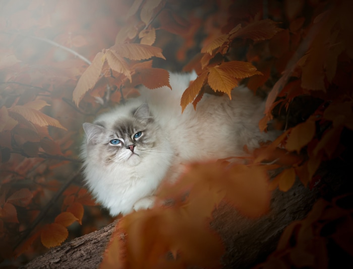 Ragdoll cat with blue eyes in autumn leaves