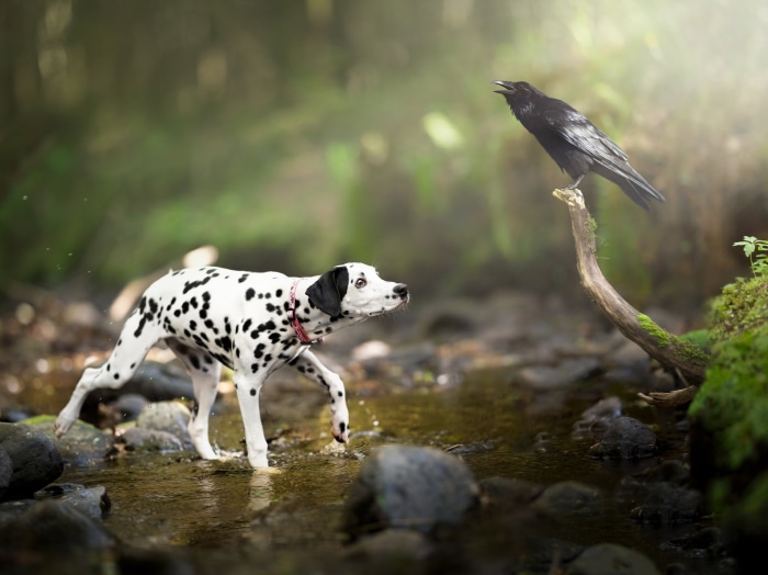 Dalmatian puppy meets a crow in a stream