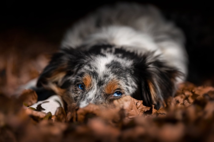 Australian Shepherd dog with blue eyes lying in leaves