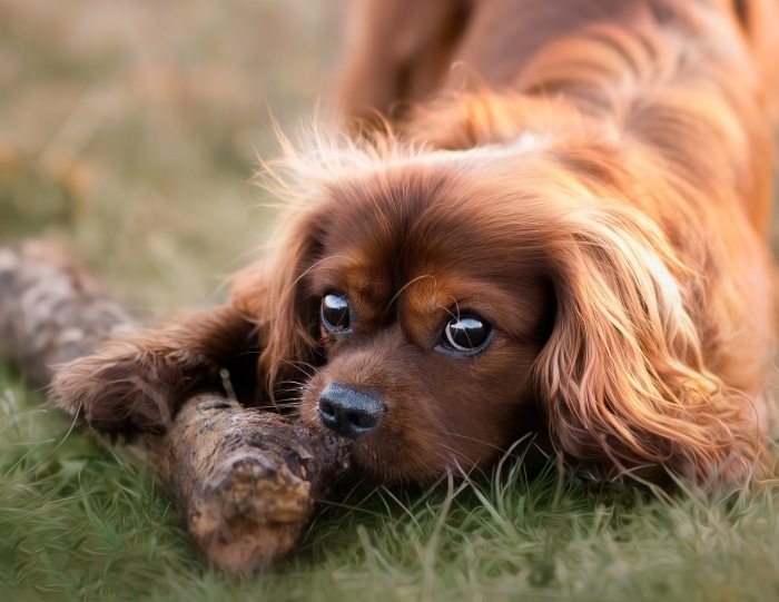 Close-up of a Cavalier King Charles Spaniel with a stick