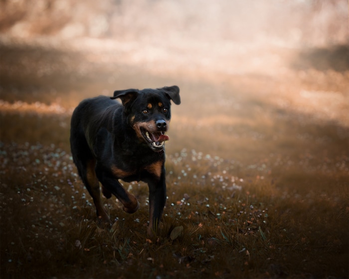 Rottweiler running in a field