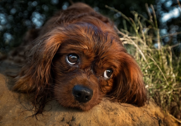 Brown King Charles Spaniel Dog Lying Down