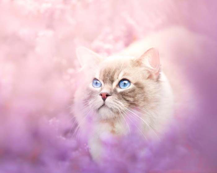 Ragdoll cat with blue eyes in pink flowers