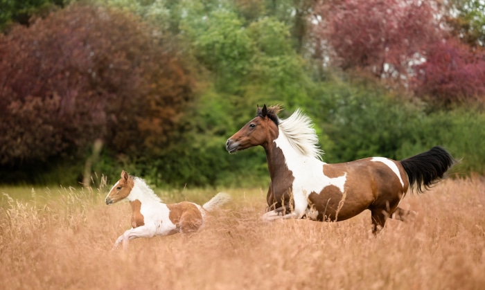 Brown and white horses running in a field