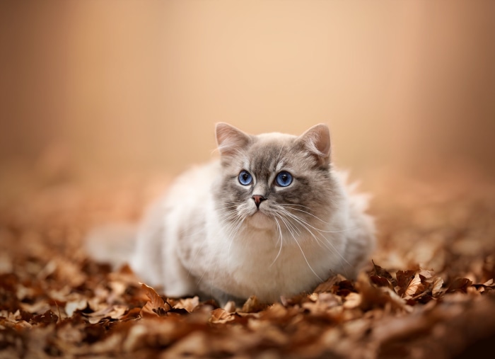 Ragdoll cat sitting on autumn leaves
