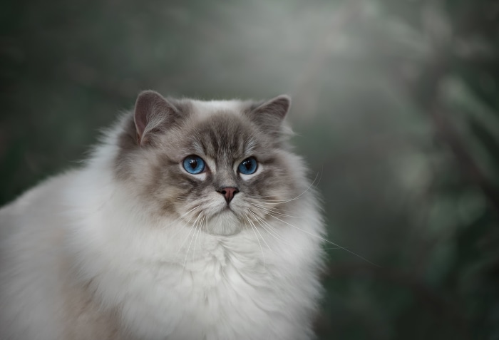 Ragdoll cat with blue eyes