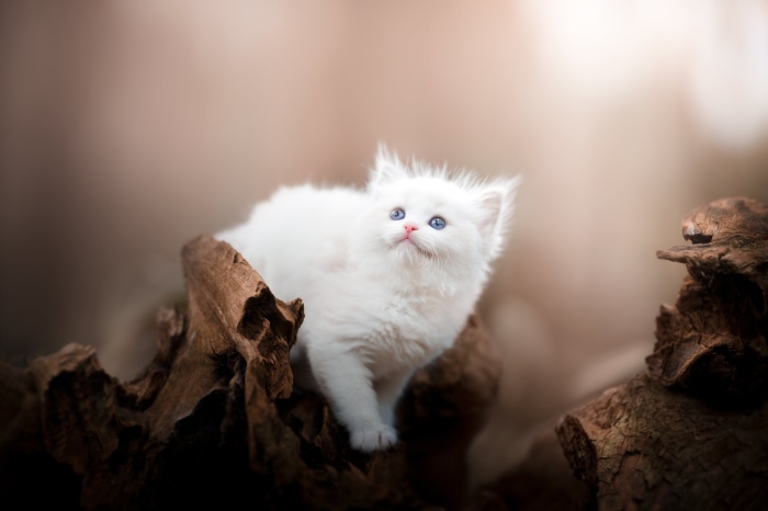 Fluffy white kitten with blue eyes on driftwood