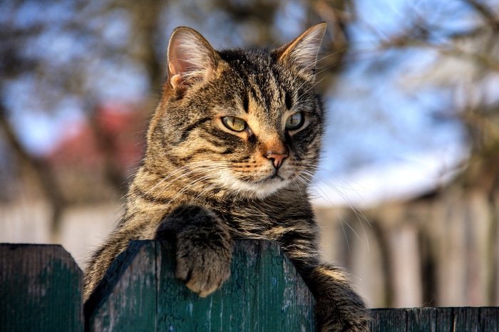 Tabby cat on a wooden fence