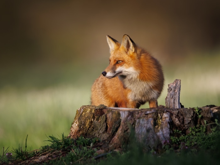 Red fox on a tree stump
