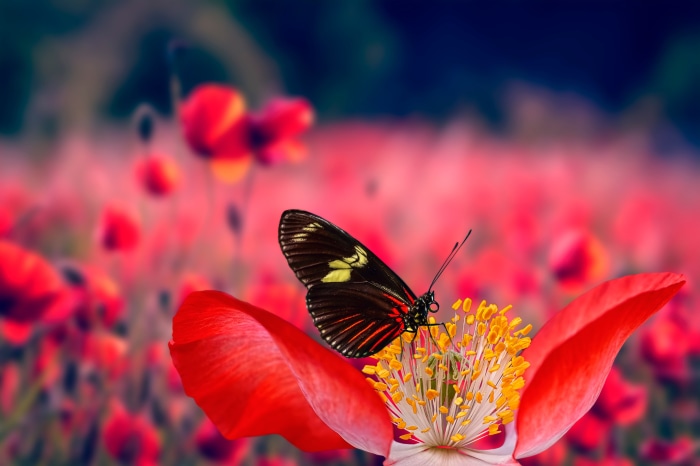 Butterfly on a poppy flower 4K