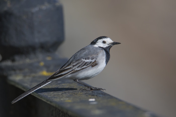White Wagtail bird perched on a railing