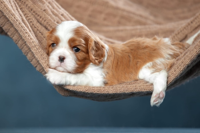 King Charles Spaniel Puppy Relaxing in Hammock