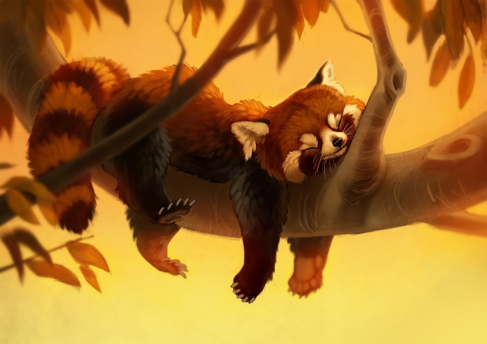 Red Panda Sleeping on a Tree Branch