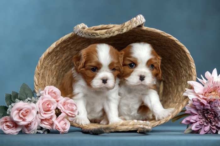 Two Cavalier King Charles Spaniel puppies in a basket
