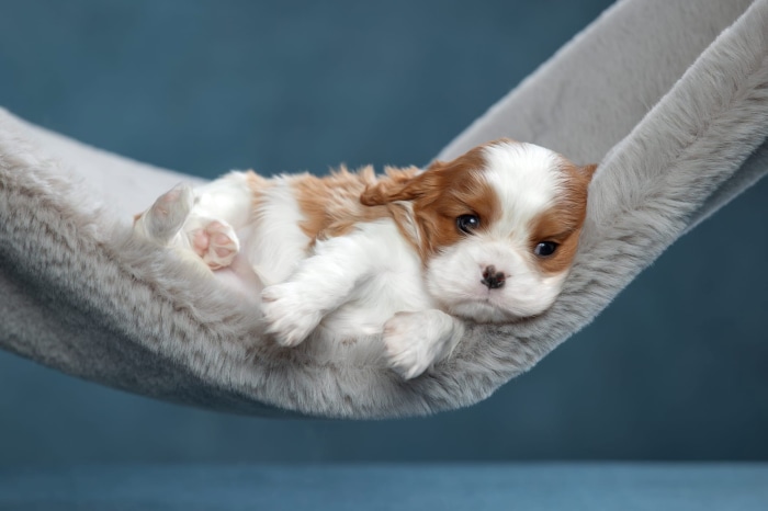 Puppy in a fluffy hammock