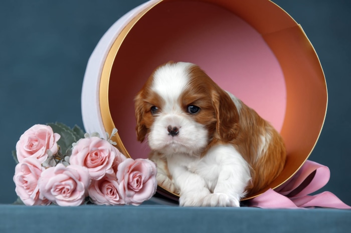 Cavalier King Charles Spaniel Puppy in a Gift Box