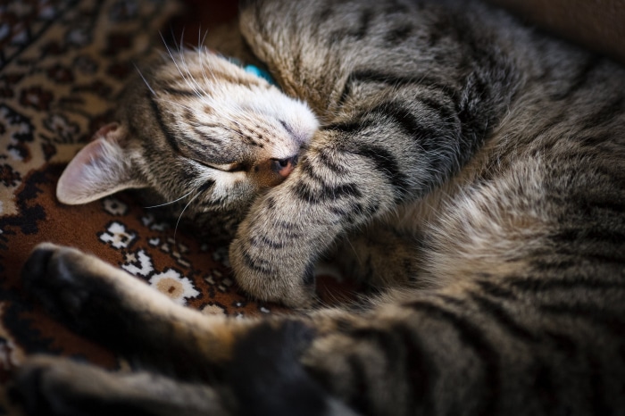 Tabby Cat Sleeping on a Rug