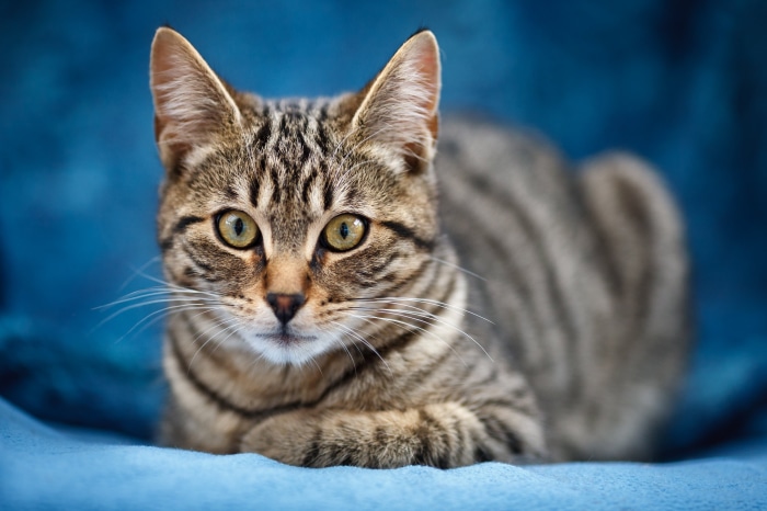 Tabby Cat with Green Eyes on Blue Background