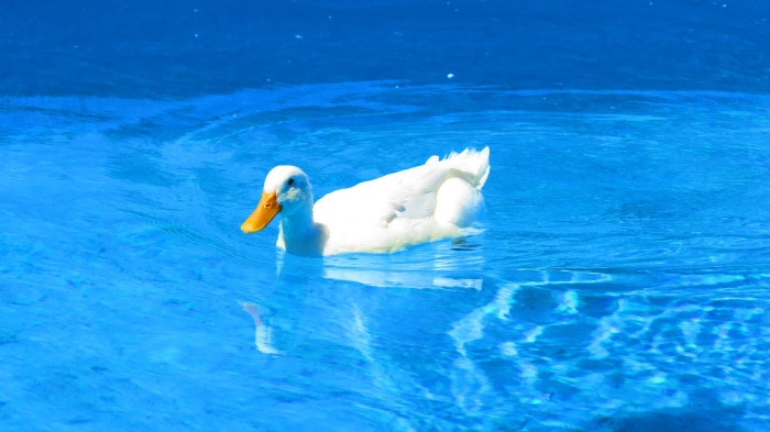 White Duck Swimming in Blue Water 4K