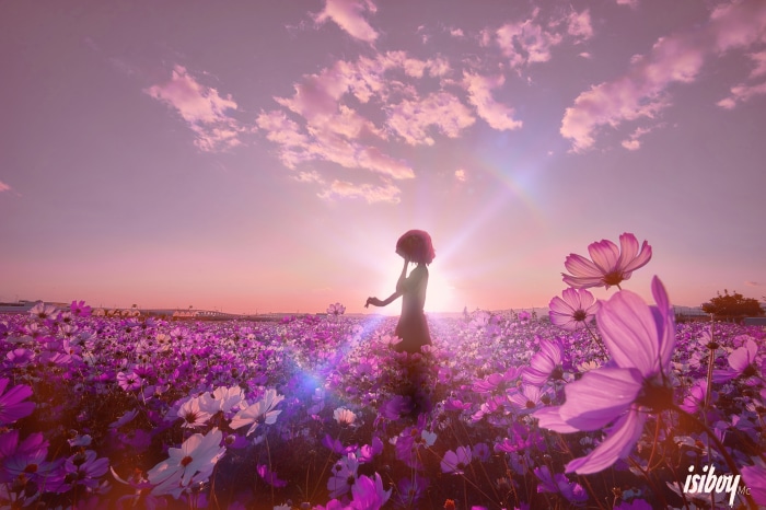 Girl in a cosmos field at sunset