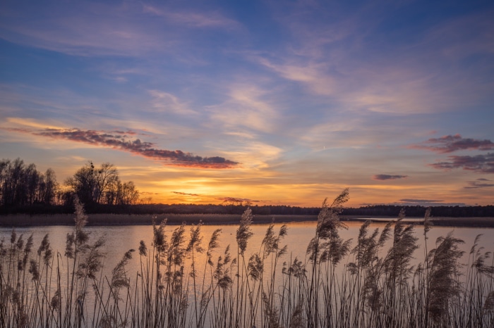 Lake at sunset with reeds and colorful sky