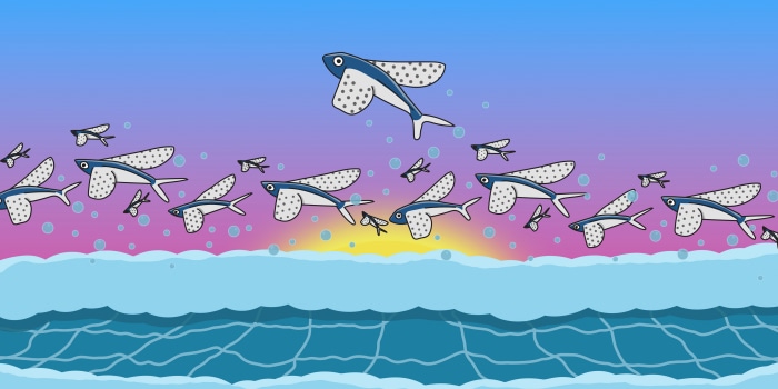 Flying fish leaping from ocean at sunset