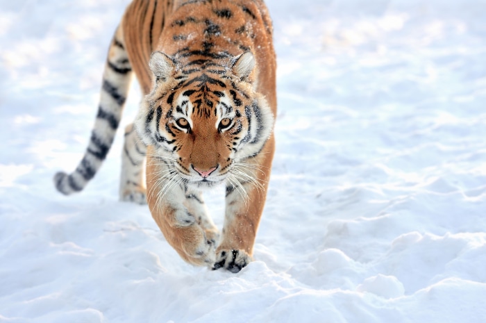 Tiger walking in the snow