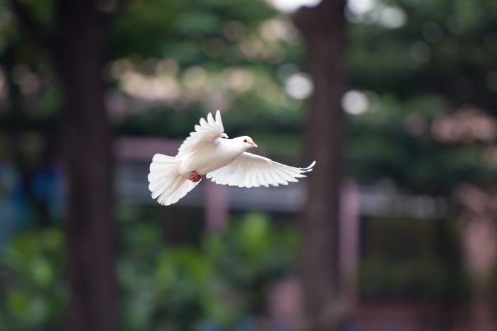 White dove in flight