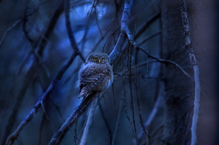 Small owl perched on a branch in a dark forest