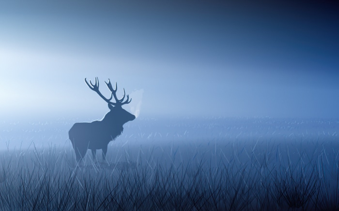 Reindeer in a foggy field, digital art 4K