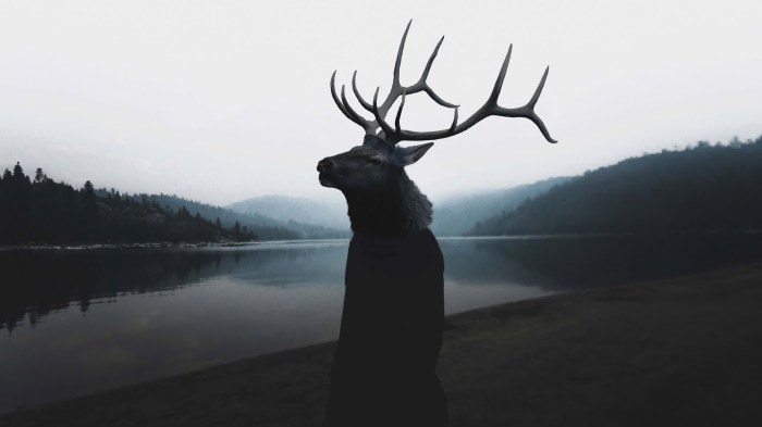 Deer with antlers by a lake