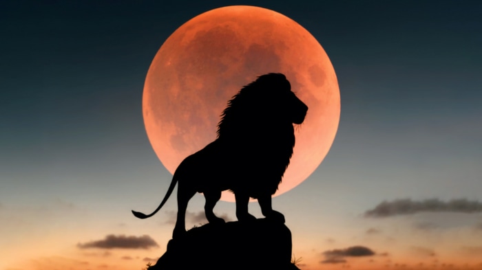 Lion silhouette against a blood moon
