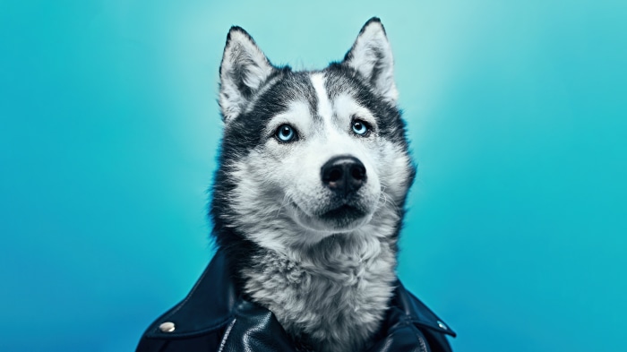 Siberian Husky wearing a leather jacket