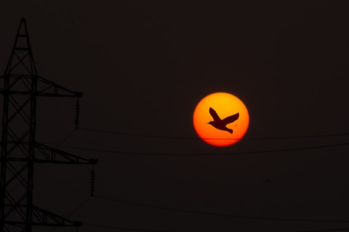 Silhouette of a bird flying in front of the sunset near a power tower