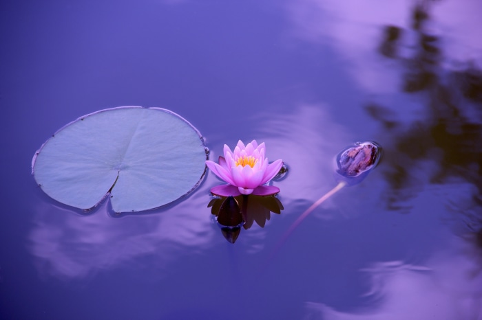 Pink lotus flower and lily pad on purple water
