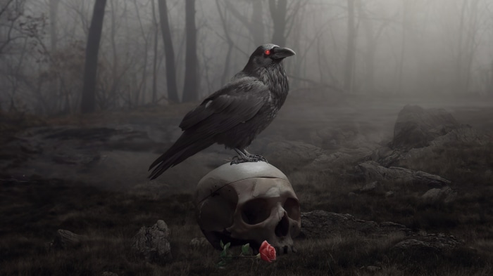 Raven perched on a skull in a foggy forest