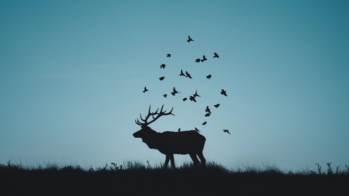 Silhouette of a reindeer with birds flying above