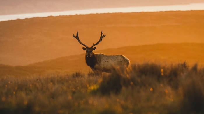 Elk with large antlers in golden hour light