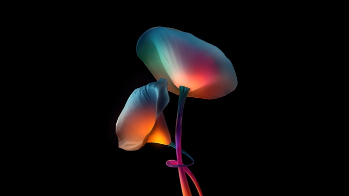 Abstract glowing flowers on black background